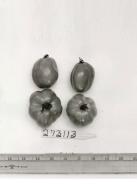 Click for 1 image(s) for this accession. FRUIT
